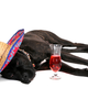 Illustration for article titled Happy Hour for Dogs Is Now a Thing